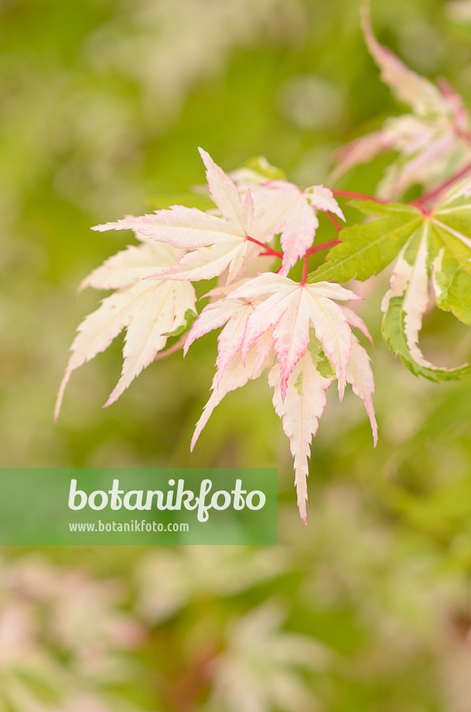 545163 - Fächerahorn (Acer palmatum 'Honoo')