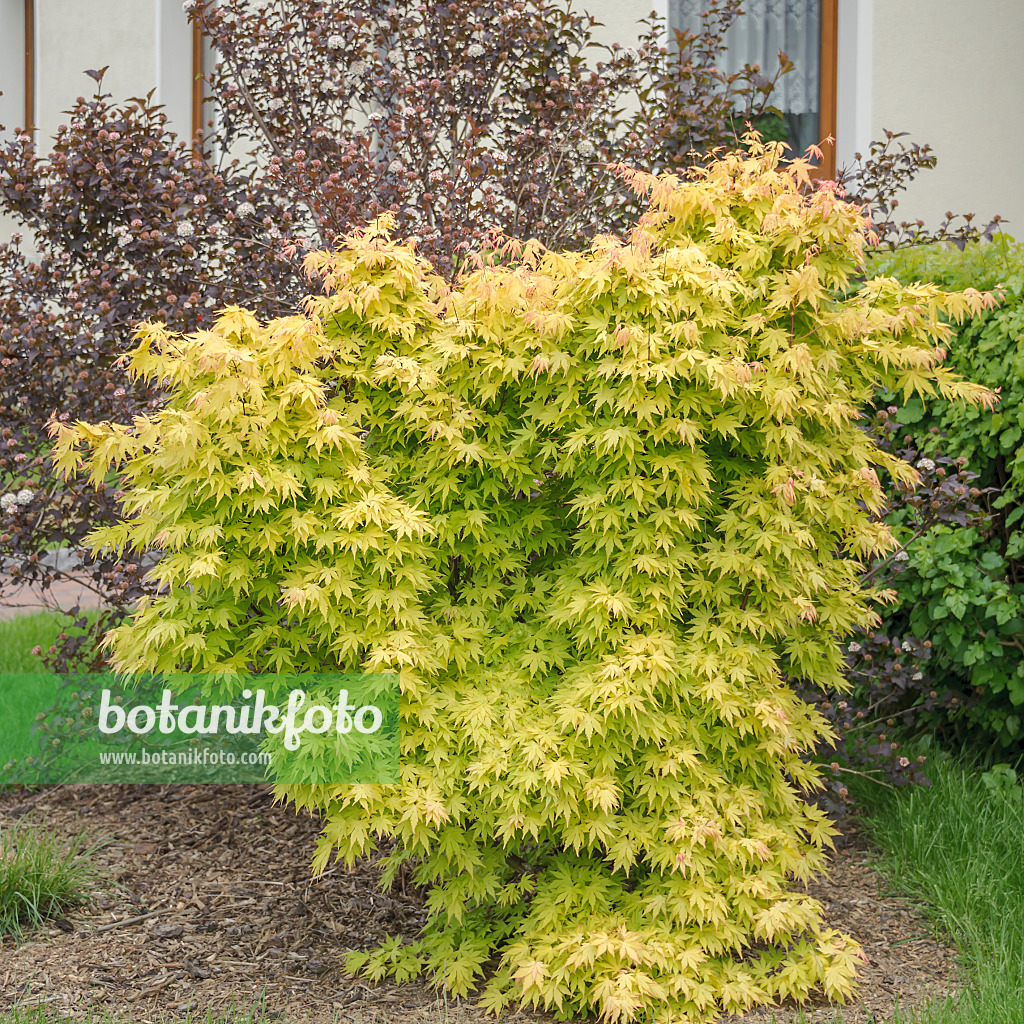 535251 - Fächerahorn (Acer palmatum 'Orange Dream')