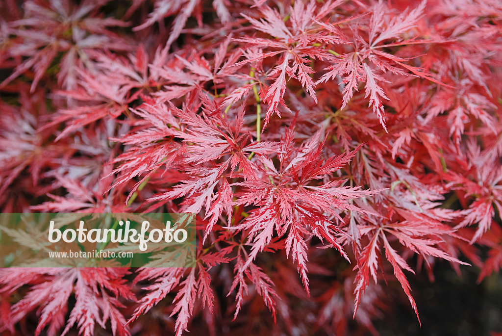 471353 - Fächerahorn (Acer palmatum 'Orangeola')