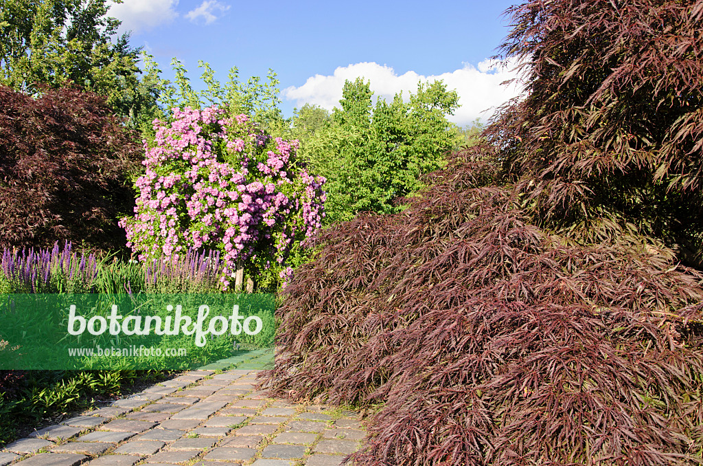 534023 - Fächerahorn (Acer palmatum) und Ramblerrose (Rosa Veilchenblau)