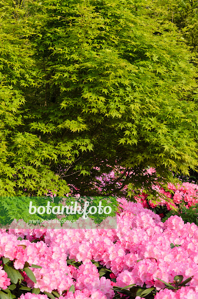 520405 - Fächerahorn (Acer palmatum) und Rhododendron (Rhododendron)