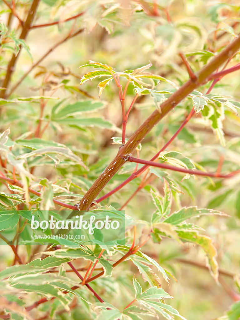 440252 - Fächerahorn (Acer palmatum 'Roseo Marginata')