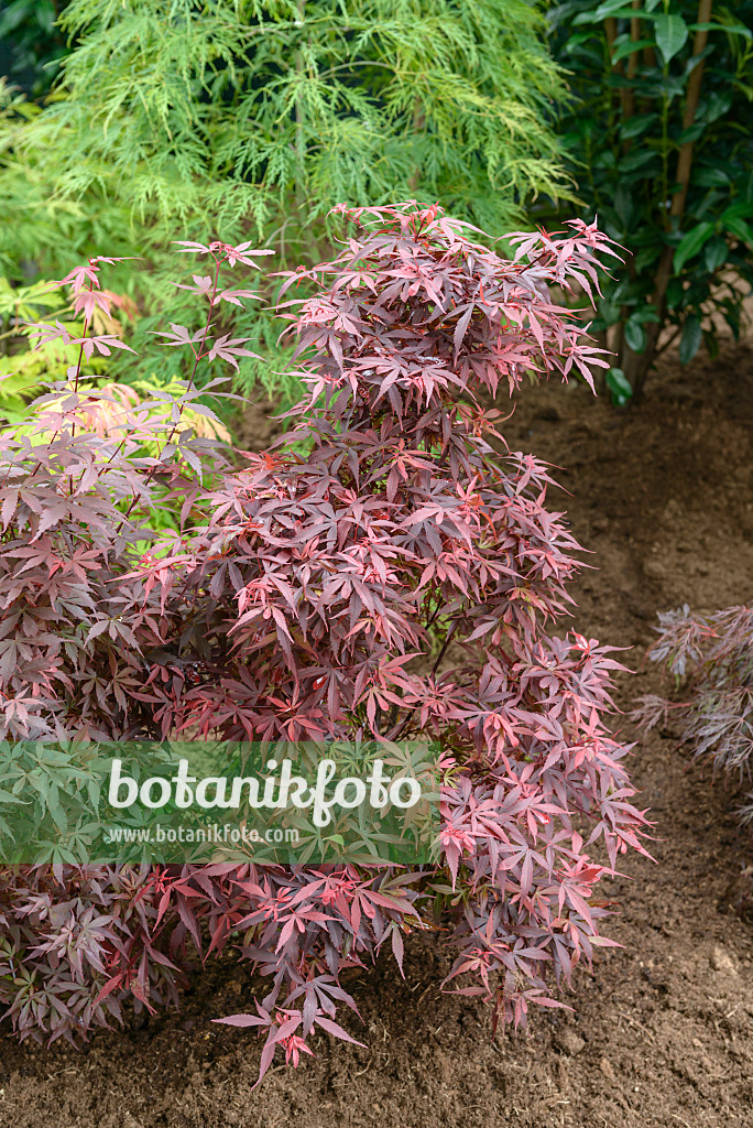 558031 - Fächerahorn (Acer palmatum 'Skeeter's Broom')