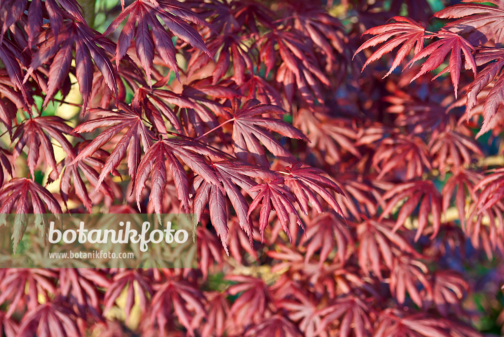 517140 - Fächerahorn (Acer palmatum 'Trompenburg')