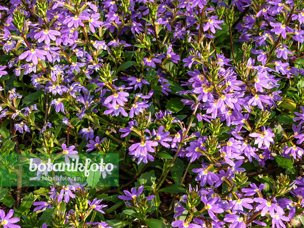 427073 - Fächerblume (Scaevola aemula)