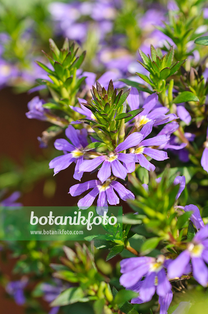 487232 - Fächerblume (Scaevola aemula)