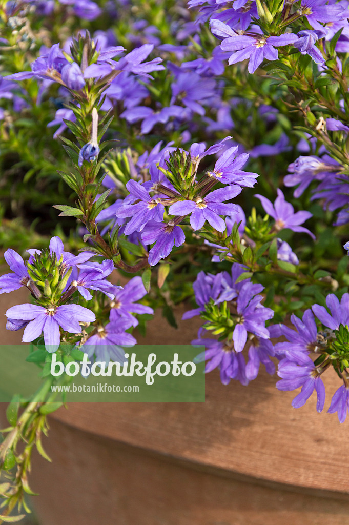 511193 - Fächerblume (Scaevola aemula)