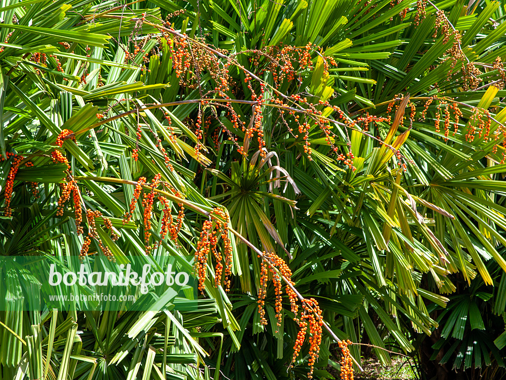 434324 - Fächerpalme (Licuala spinosa)