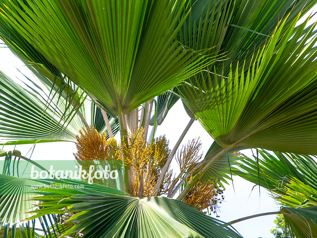 434320 - Fächerpalme (Pritchardia pacifica)