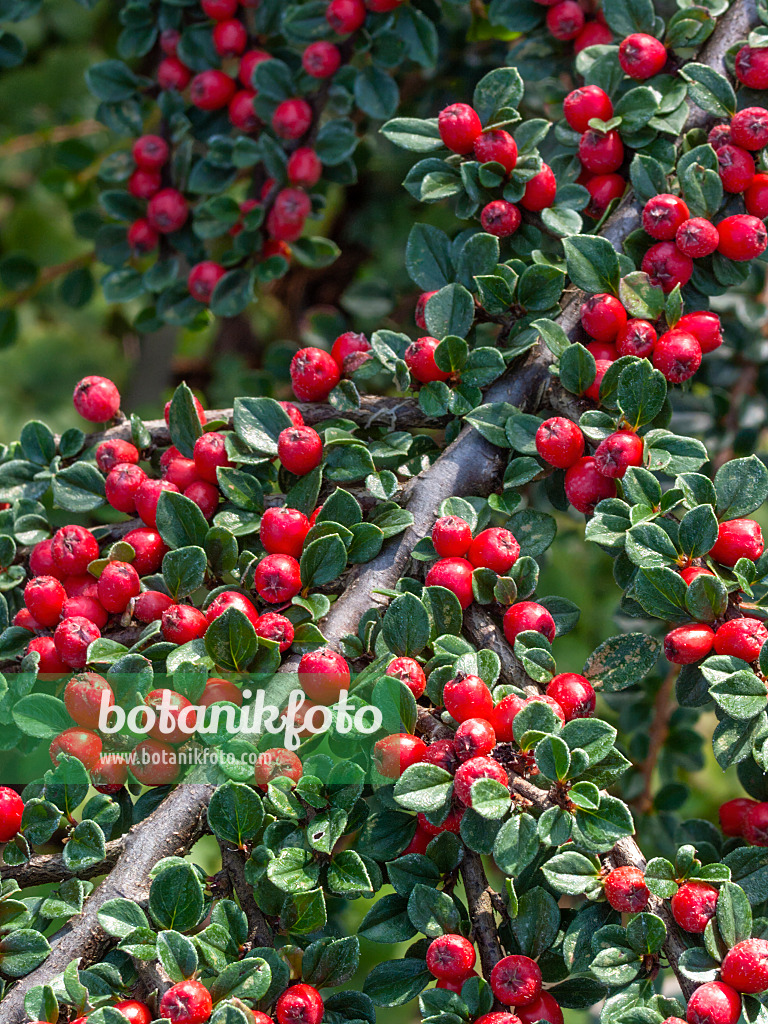 405030 - Fächerzwergmispel (Cotoneaster horizontalis)