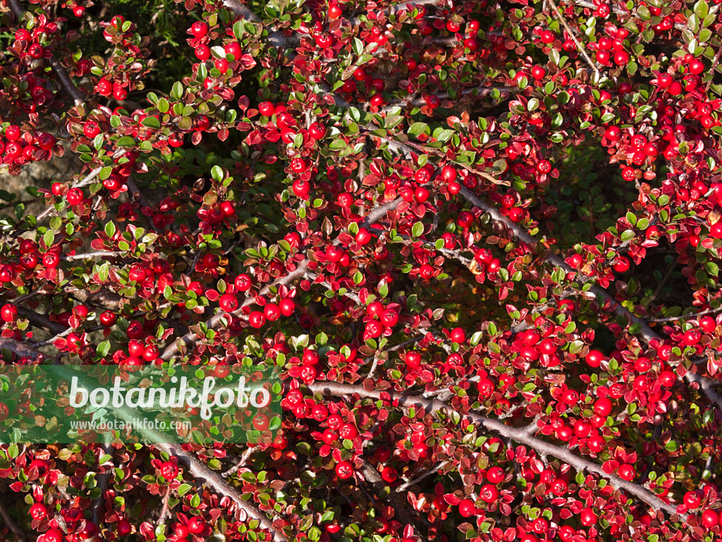 418080 - Fächerzwergmispel (Cotoneaster horizontalis)