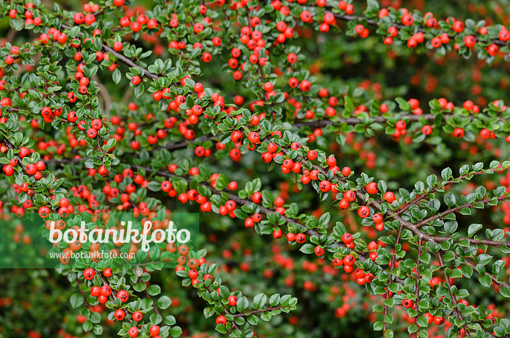 524157 - Fächerzwergmispel (Cotoneaster horizontalis)