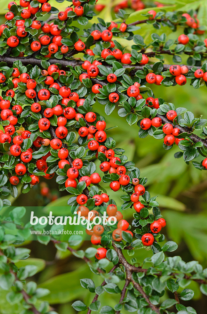 524158 - Fächerzwergmispel (Cotoneaster horizontalis)