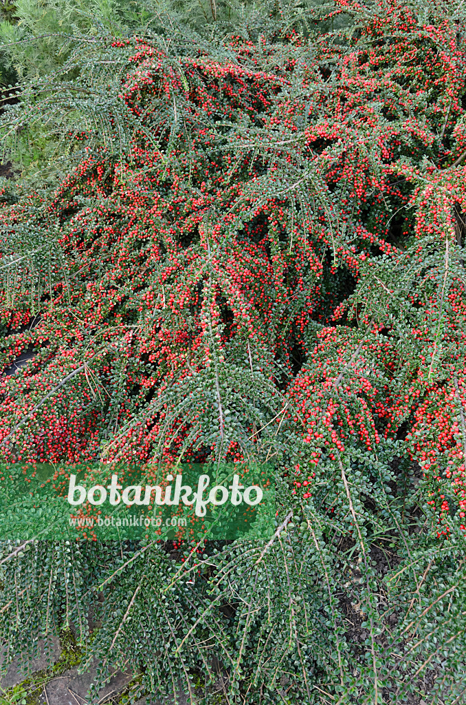 549042 - Fächerzwergmispel (Cotoneaster horizontalis)