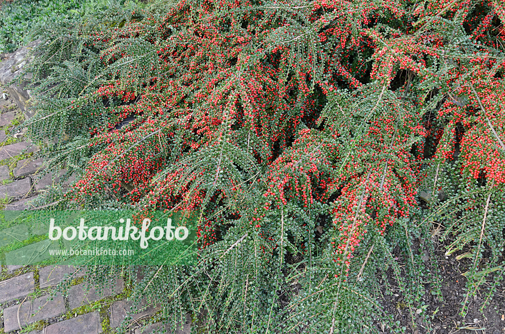 549043 - Fächerzwergmispel (Cotoneaster horizontalis)