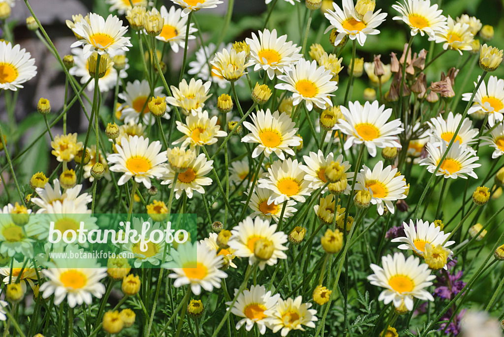 481028 - Färberhundskamille (Anthemis tinctoria 'E.C. Buxton' syn. Cota tinctoria 'E.C. Buxton') 481028 - Färberhundskamille (Anthemis tinctoria 'E.C. Buxton' syn. Cota tinctoria 'E.C. Buxton')