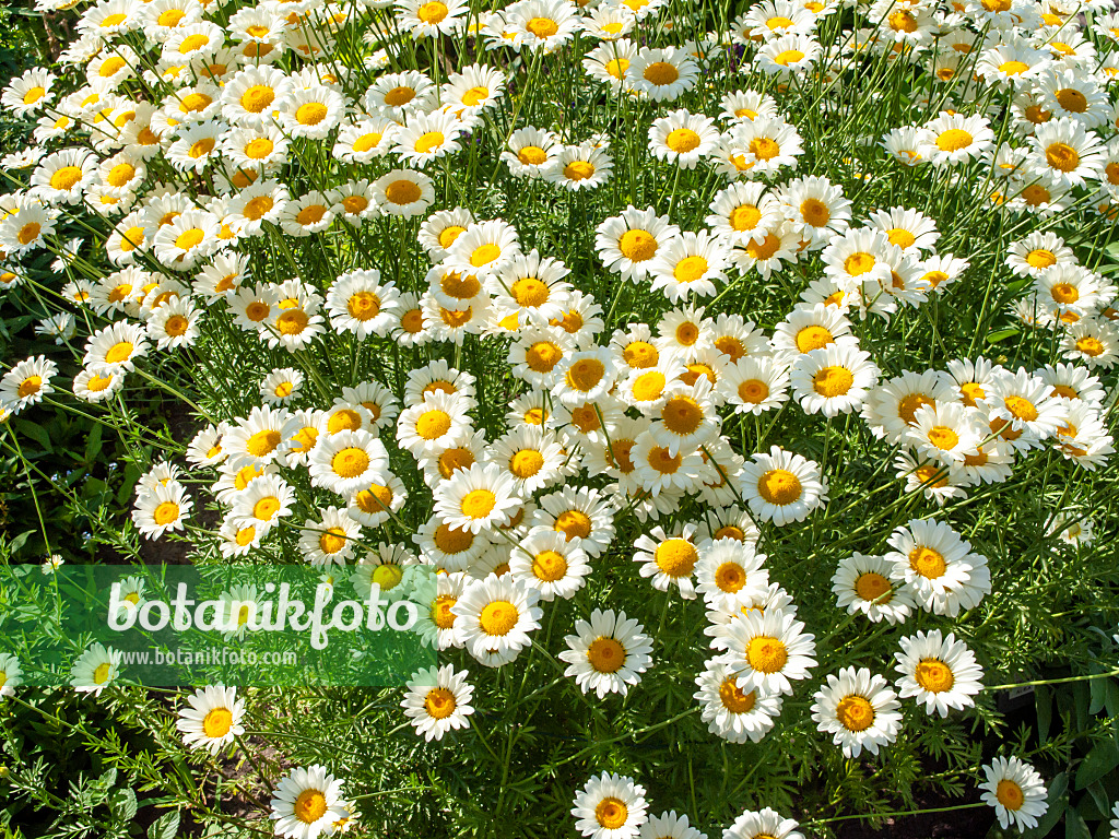 439015 - Färberhundskamille (Anthemis tinctoria 'Sauce Hollandaise' syn. Cota tinctoria 'Sauce Hollandaise')