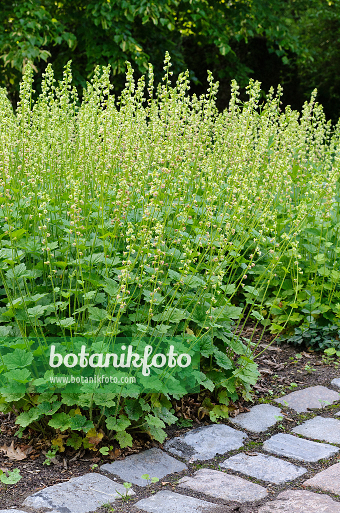 472234 - Falsche Alraunenwurzel (Tellima grandiflora)