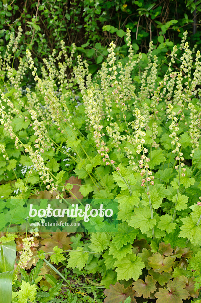 484235 - Falsche Alraunenwurzel (Tellima grandiflora)