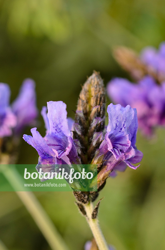 506012 - Farnblättriger Lavendel (Lavandula multifida)