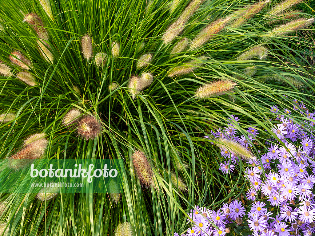 429071 - Federborstengras (Pennisetum) und Aster (Aster)