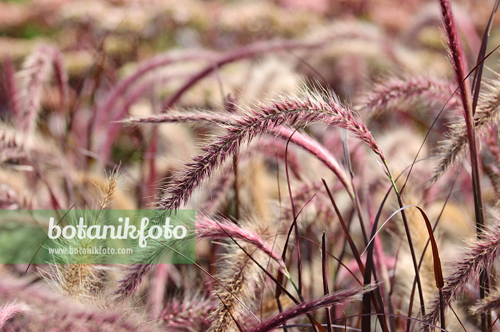 475069 - Federborstengras (Pennisetum setaceum 'Rubrum')