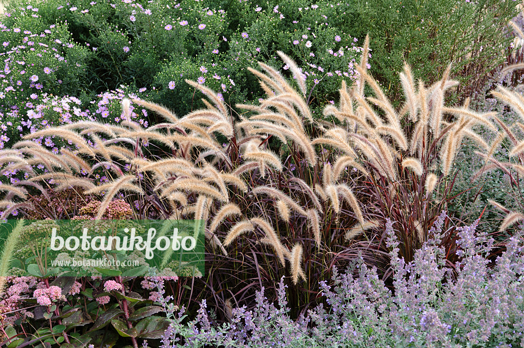 476210 - Federborstengras (Pennisetum setaceum 'Rubrum')