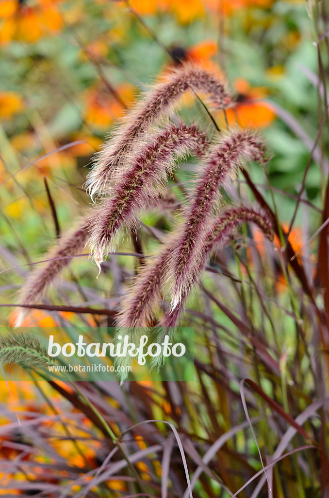 524076 - Federborstengras (Pennisetum setaceum 'Rubrum')