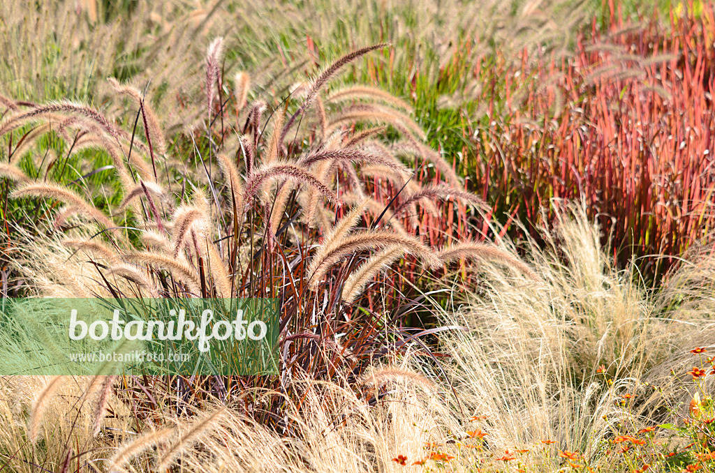 548159 - Federborstengras (Pennisetum setaceum 'Rubrum') und Mexikanisches Federgras (Nassella tenuissima syn. Stipa tenuissima)