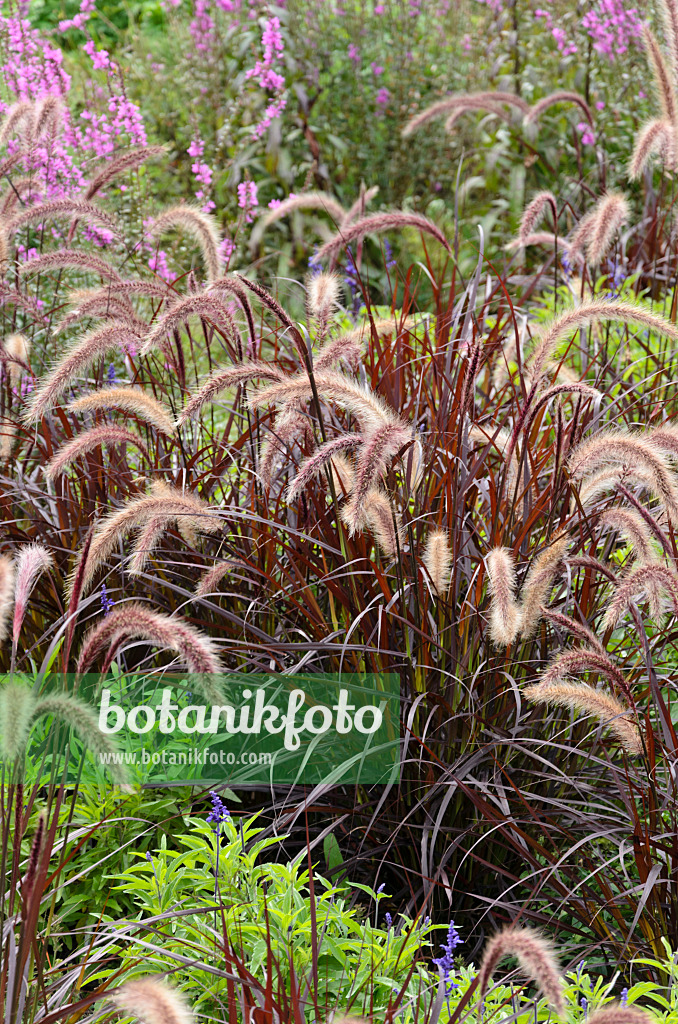 571060 - Federborstengras (Pennisetum setaceum 'Rubrum')