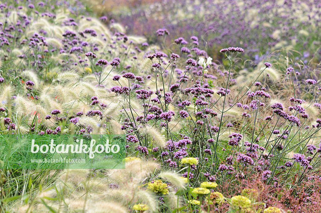 536134 - Federborstengras (Pennisetum villosum) und Argentinisches Eisenkraut (Verbena bonariensis)