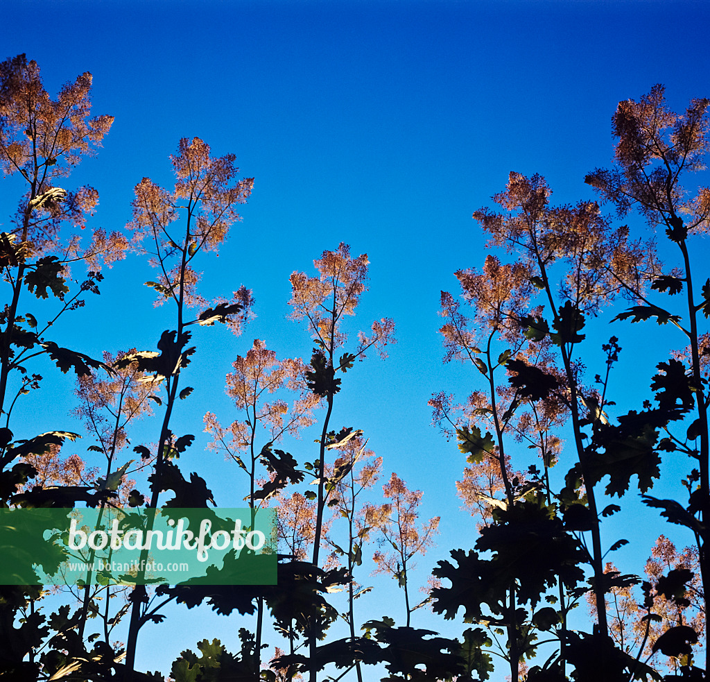 254004 - Federmohn (Macleaya microcarpa)