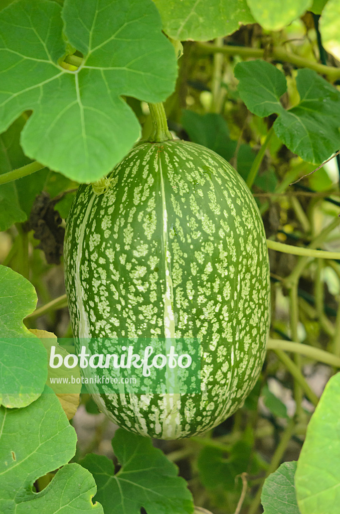 547393 - Feigenblattkürbis (Cucurbita ficifolia)