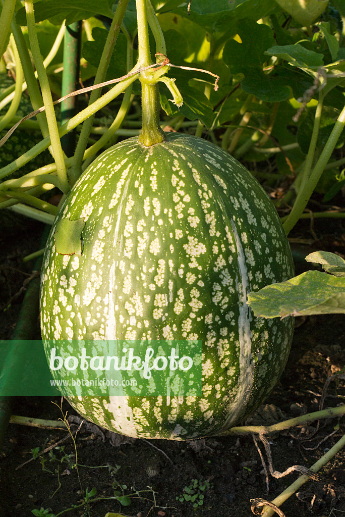 573089 - Feigenblattkürbis (Cucurbita ficifolia)