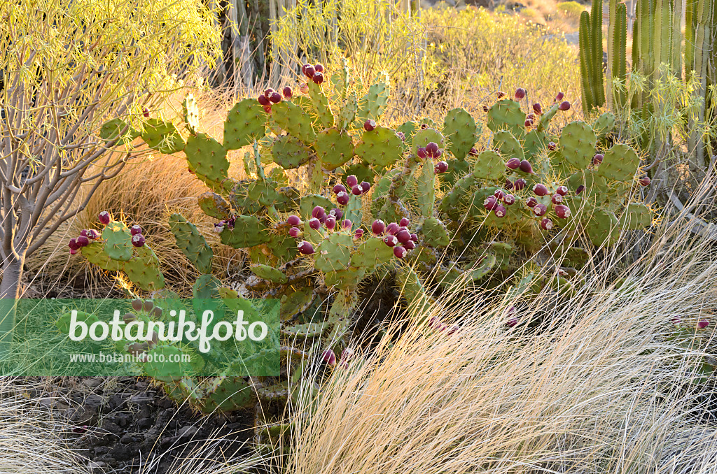 564218 - Feigenkaktus (Opuntia dillenii), Gran Canaria, Spanien