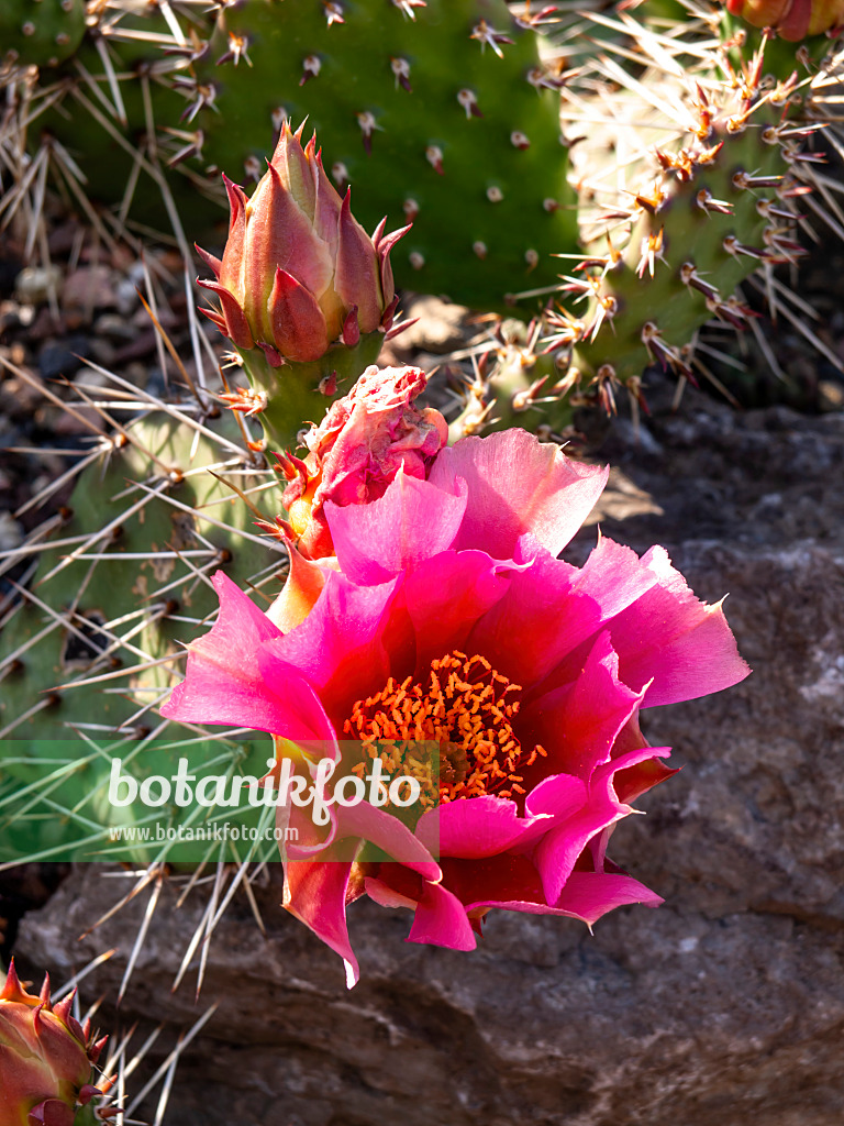 438284 - Feigenkaktus (Opuntia erinacea var. utahensis)