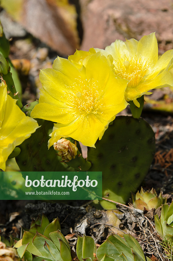 497102 - Feigenkaktus (Opuntia humifusa)