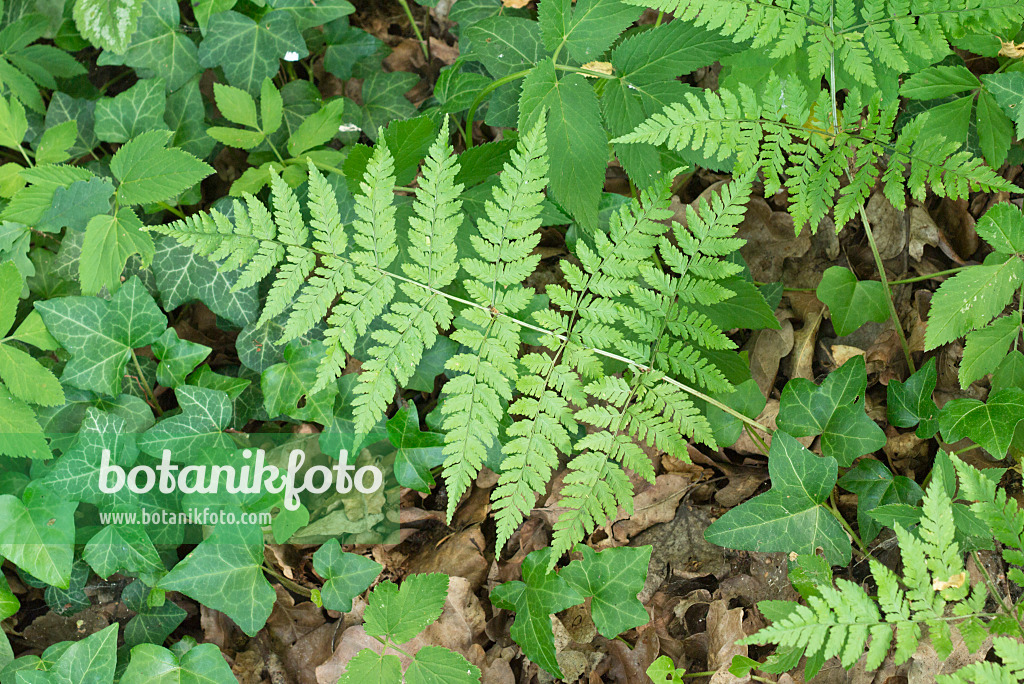 558328 - Feingliedriger Wurmfarn (Dryopteris expensa)