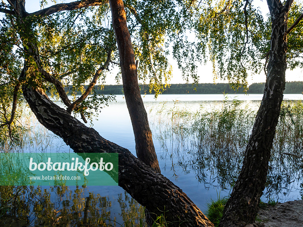 428369 - Feisnecksee, Nationalpark Müritz, Deutschland