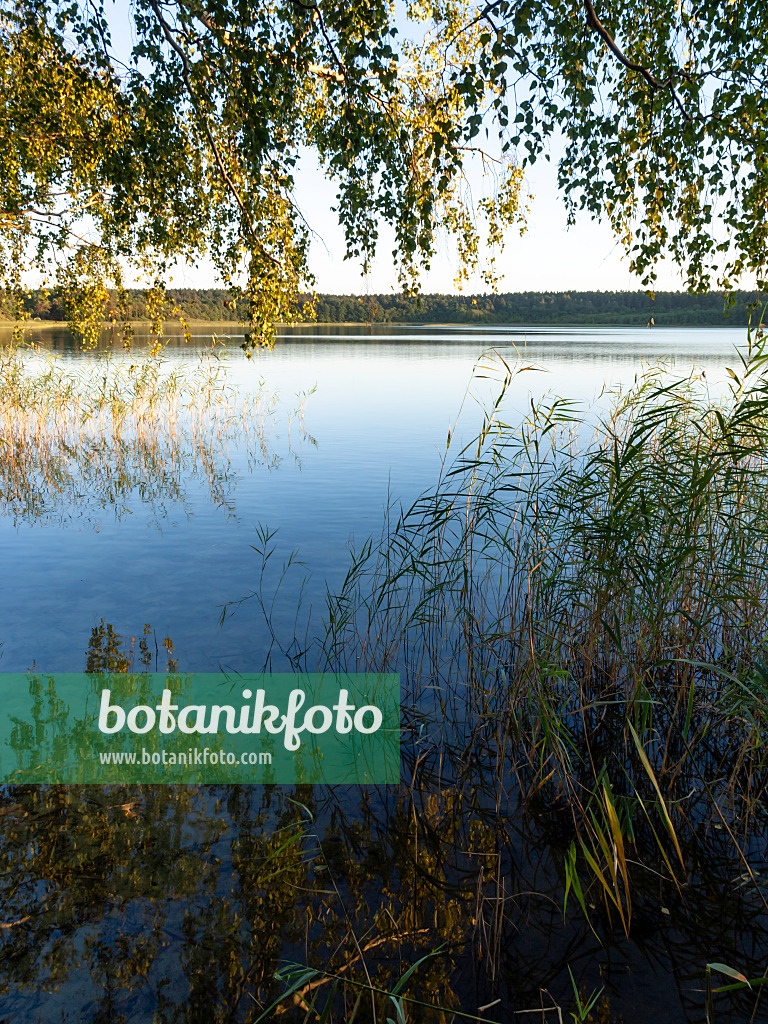 428370 - Feisnecksee, Nationalpark Müritz, Deutschland