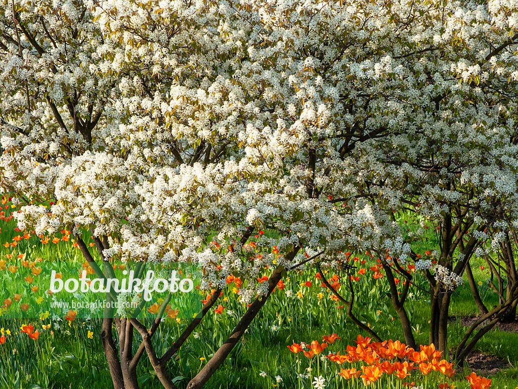 437151 - Felsenbirne (Amelanchier)