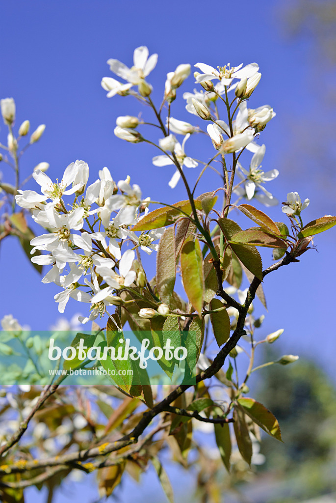 479070 - Felsenbirne (Amelanchier)