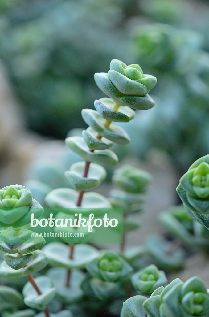 529085 - Felsendickblatt (Crassula rupestris)