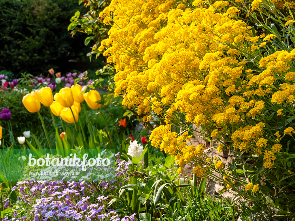 437205 - Felsensteinkraut (Aurinia saxatilis syn. Alyssum saxatile) und Tulpe (Tulipa)