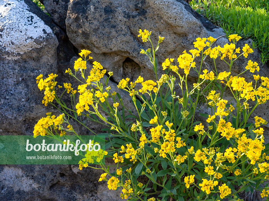 459028 - Felsensteinkraut (Aurinia saxatilis syn. Alyssum saxatile)