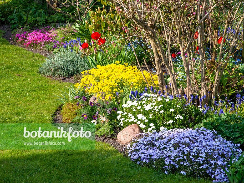 459075 - Felsensteinkraut (Aurinia saxatilis syn. Alyssum saxatile), Moosphlox (Phlox subulata), Immergrüne Schleifenblume (Iberis sempervirens), Armenische Traubenhyazinthe (Muscari armeniacum) und Tulpe (Tulipa)