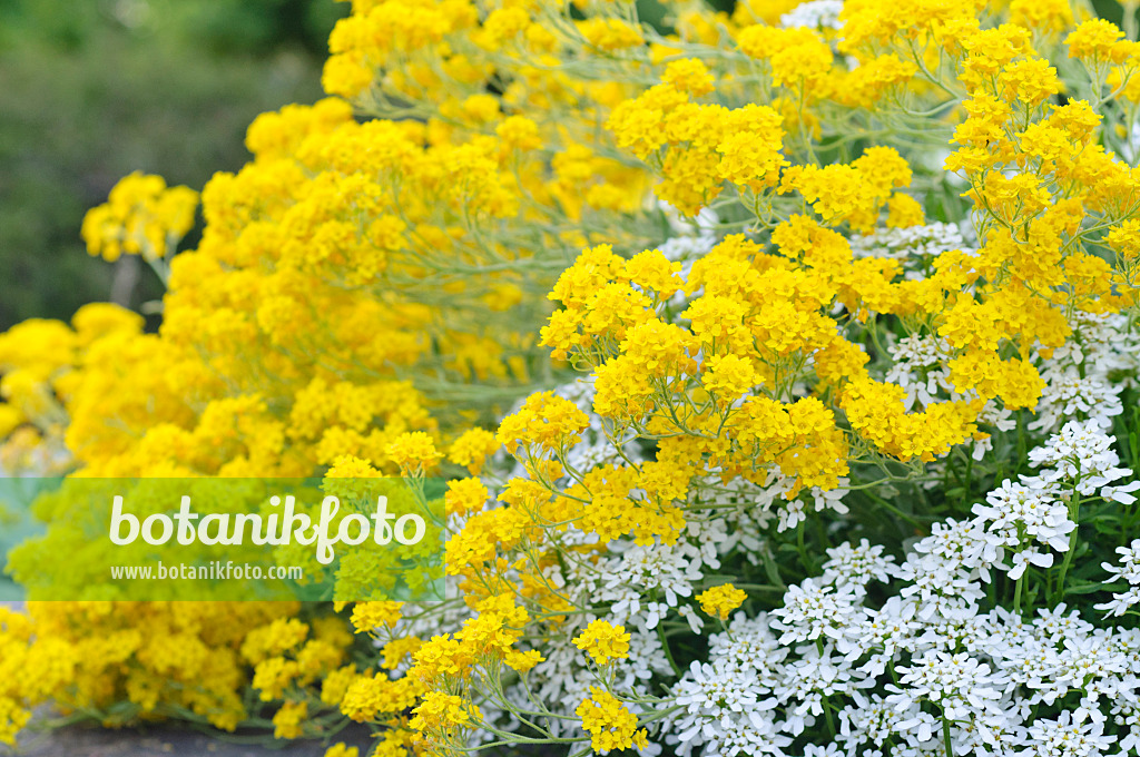 471331 - Felsensteinkraut (Aurinia saxatilis syn. Alyssum saxatile) und Immergrüne Schleifenblume (Iberis sempervirens)