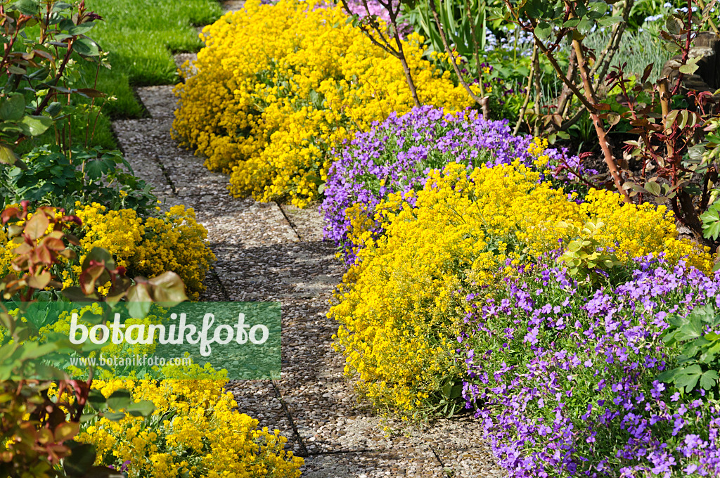 484133 - Felsensteinkraut (Aurinia saxatilis syn. Alyssum saxatile) und Blaukissen (Aubrieta)