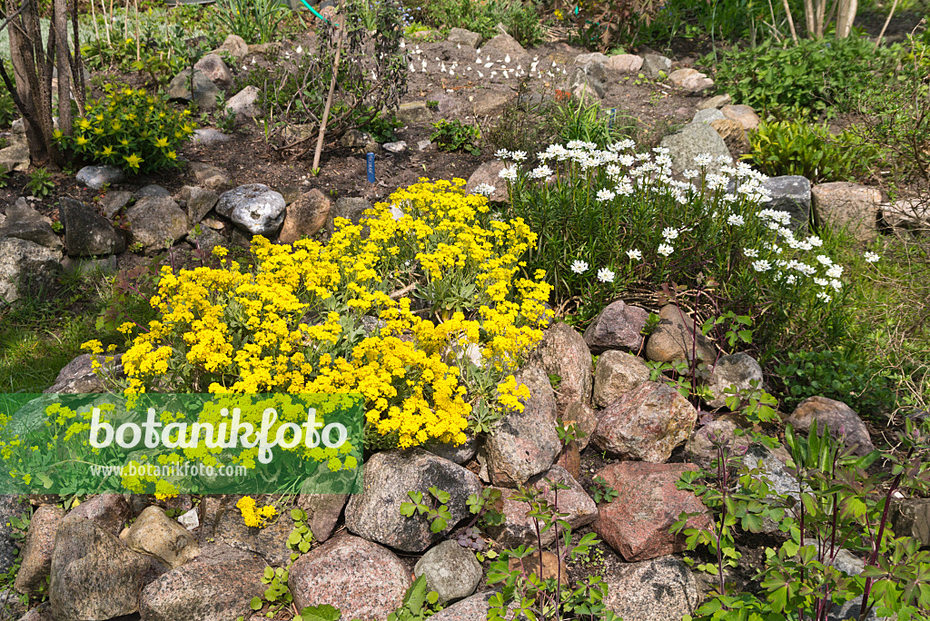 556093 - Felsensteinkraut (Aurinia saxatilis syn. Alyssum saxatile) und Immergrüne Schleifenblume (Iberis sempervirens)