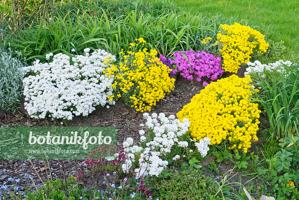 556102 - Felsensteinkraut (Aurinia saxatilis syn. Alyssum saxatile), Immergrüne Schleifenblume (Iberis sempervirens) und Moosphlox (Phlox subulata)